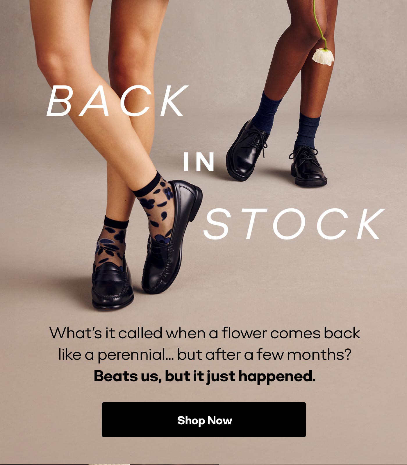 BACK IN STOCK | What's it called when a flower comes back like a perennial... but after a few months? Beats us, but it just happened. Shop Now